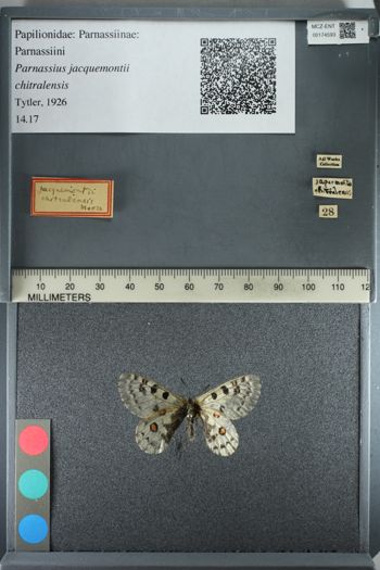 Media type: image;   Entomology 174593